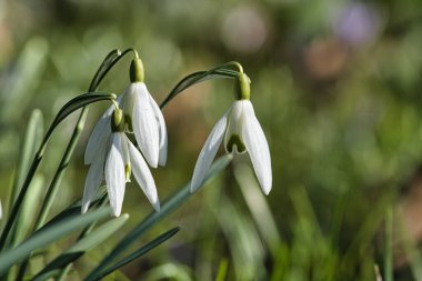 Baharda yeşil çimenlerin arasında hafif kar damlaları açar. Narin, beyaz çiçekler yeni bir başlangıcı ve doğanın uyanışını simgeler. Çiçeklerin makro fotoğrafları.