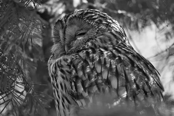 Canlı yeşilliklerle çerçevelenmiş dalda uyuyan görkemli bir baykuş. Hayvan severler ve doğa sahneleri için mükemmel bir doğa çekimi..