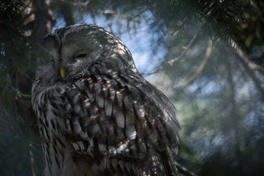 Canlı yeşilliklerle çerçevelenmiş dalda uyuyan görkemli bir baykuş. Hayvan severler ve doğa sahneleri için mükemmel bir doğa çekimi..