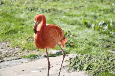 Suyun önünde yeşil çimlerle çevrili bir flamingo duruyor. Parlak turuncu rengi ve zarif bacakları resme zarafet ve karizma katar.