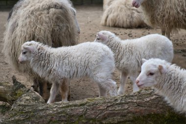 Genç kuzular kumlu zeminde birbirlerine yakın dururlar. Yumuşak bir kürk ve masum bir bakış. Doğa ve hayvan fotoğrafçılığı için şirin bir motif..