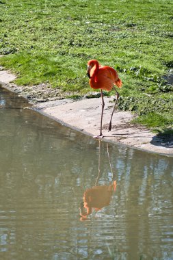 Suyun önünde yeşil çimlerle çevrili bir flamingo duruyor. Parlak turuncu rengi ve zarif bacakları resme zarafet ve karizma katar.