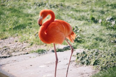 Suyun önünde yeşil çimlerle çevrili bir flamingo duruyor. Parlak turuncu rengi ve zarif bacakları resme zarafet ve karizma katar.
