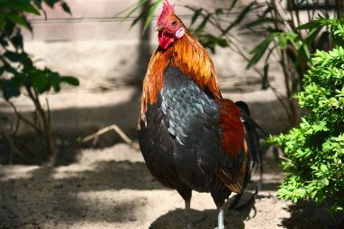 Güneş ışığında yeşil bitkiler ve gölgelerle çevrili renkli bir horoz. Kırsal cennet, çiftlik atmosferi ve canlı renklerde doğal yaşam..