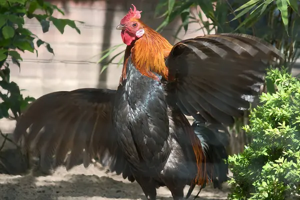 Renkli bir horoz, parlak turuncu boyunlu, siyah tüylü ve geniş kanatlı, doğa ve vahşi yaşam fotoğrafçılığı için mükemmel..