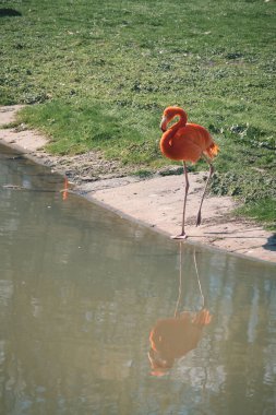 Suyun önünde yeşil çimlerle çevrili bir flamingo duruyor. Parlak turuncu rengi ve zarif bacakları resme zarafet ve karizma katar.