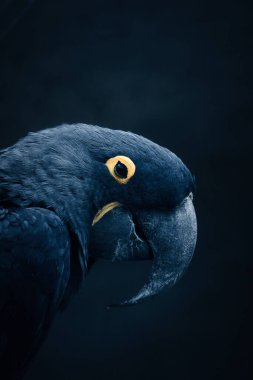 Karanlık bir arka planda sümbül portresi. Parlak mavi papağan kendine özgü gagası ve sarı göz halkasıyla egzotizm ve zarafet saçıyor..