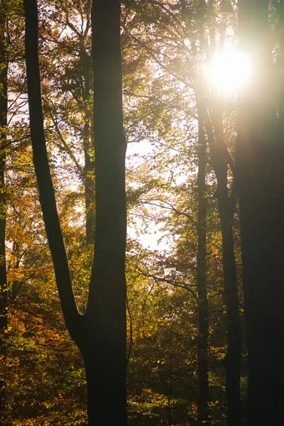 Sonbahar ormanı sıcak güneş ışığıyla doldu. Işınlar ağaçların arasından geçerken altın yapraklar parıldıyor. Huzurlu bir cennet gibi..