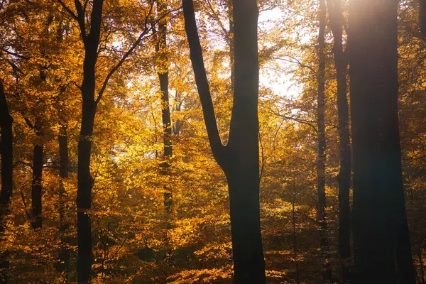 Sonbahar ormanı sıcak güneş ışığıyla doldu. Işınlar ağaçların arasından geçerken altın yapraklar parıldıyor. Huzurlu bir cennet gibi..