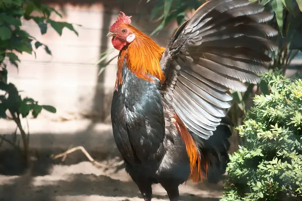 Güneş ışığında, yeşil bitkiler ve gölgelerle çevrili, uzanan kanatlarıyla renkli bir horoz. Kırsal cennet, çiftlik atmosferi ve canlı renklerde doğal yaşam..
