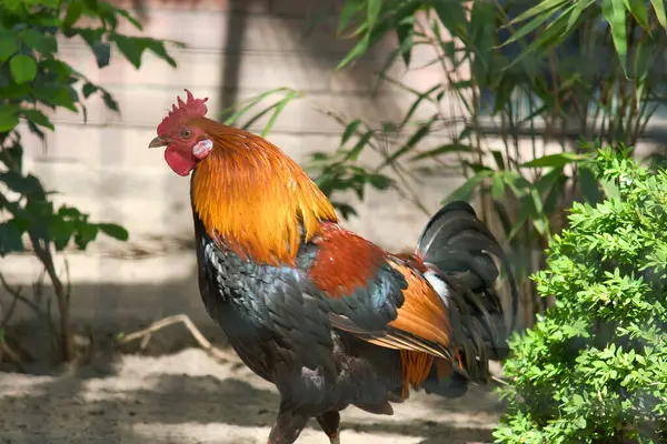 Parlak turuncu boyunlu ve siyah vücutlu renkli bir horoz yeşillikte gururla durur. Doğa ve vahşi yaşam fotoğrafçılığı için mükemmeldir..