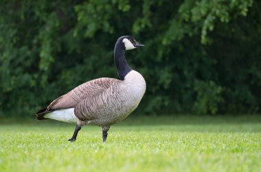 Kanada ördekleri doğal güzelliklerle çevrili yemyeşil çimlerin üzerinde dururlar. Doğa ve vahşi yaşam fotoğrafçılığı için mükemmel.