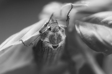 Yeşil bir yaprağın üzerindeki koklatıcının detaylı görüntüsü. Gri gövde, kırmızı bacaklar, keskin odaklı yapılar - doğa ve böcek fotoğrafçılığı için ideal!