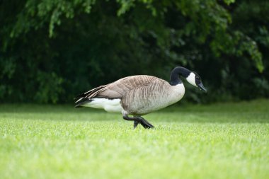 Kanada ördekleri doğal güzelliklerle çevrili yemyeşil çimlerin üzerinde dururlar. Doğa ve vahşi yaşam fotoğrafçılığı için mükemmel.
