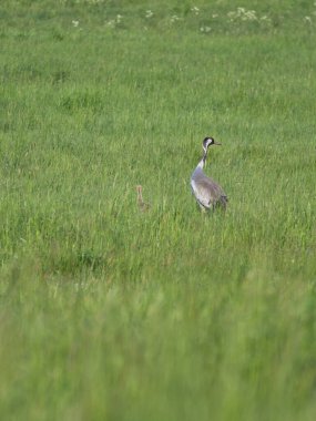 Gencecik bir vinç ailesi yeşil bir alanda uzun otlarla çevrili duruyor. Vahşi doğada vahşi kuşlar. Vahşi yaşam fotoğrafçılığı
