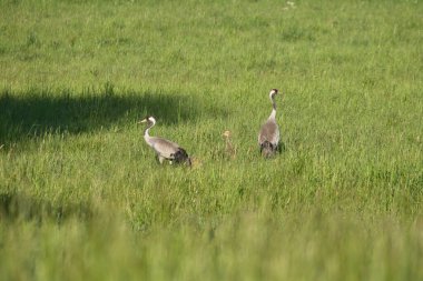 Gencecik bir vinç ailesi yeşil bir alanda uzun otlarla çevrili duruyor. Vahşi doğada vahşi kuşlar. Vahşi yaşam fotoğrafçılığı