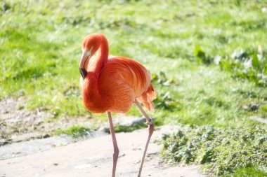 Suyun önünde yeşil çimlerle çevrili bir flamingo duruyor. Parlak turuncu rengi ve zarif bacakları resme zarafet ve karizma katar.