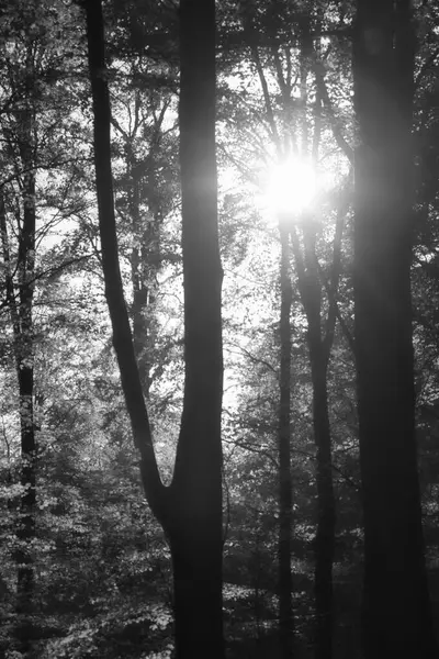 Sonbahar ormanı sıcak güneş ışığıyla doldu. Işınlar ağaçların arasından geçerken altın yapraklar parıldıyor. Huzurlu bir cennet gibi..