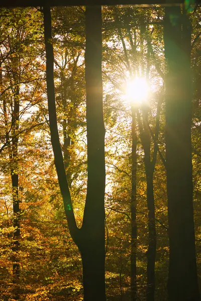 Sonbahar ormanı sıcak güneş ışığıyla doldu. Işınlar ağaçların arasından geçerken altın yapraklar parıldıyor. Huzurlu bir cennet gibi..