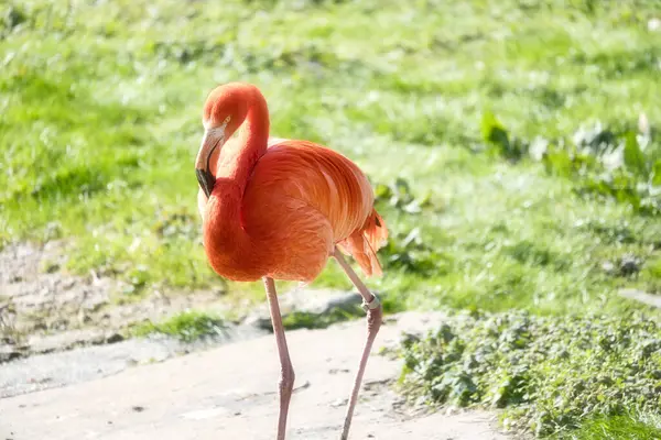 Suyun önünde yeşil çimlerle çevrili bir flamingo duruyor. Parlak turuncu rengi ve zarif bacakları resme zarafet ve karizma katar.