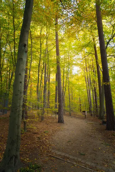 Sonbahar ormanı sıcak güneş ışığıyla doldu. Işınlar ağaçların arasından geçerken altın yapraklar parıldıyor. Huzurlu bir cennet gibi..