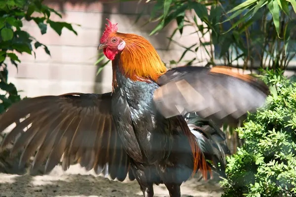 Güneş ışığında, yeşil bitkiler ve gölgelerle çevrili, uzanan kanatlarıyla renkli bir horoz. Kırsal cennet, çiftlik atmosferi ve canlı renklerde doğal yaşam..