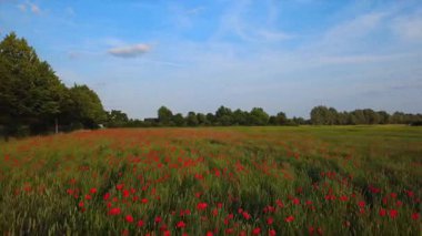İnsansız hava aracı kırmızı haşhaş ve tecavüz alanıyla lanet bir tarlanın üzerinde uçuyor. Bereketli yeşil alan ve mavi gökyüzünün altındaki ağaçlar - doğal cennet, doğa, yaz, özgürlük gibi konular için mükemmel..