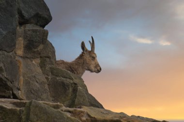 Dağ manzarasında kayalık bir çıkıntıda yaşayan Ibex, uzaktaki görkemli manzaraya bakıyor. Vahşi doğanın, özgürlüğün ve doğal gücün bir sembolü..