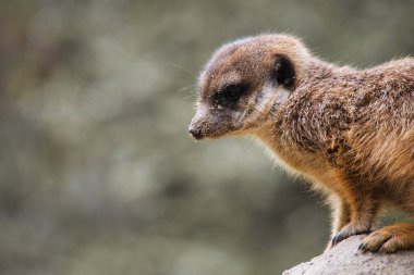 Yeşil, bulanık bir arkaplanın önündeki kayanın üzerinde dikkatli mirket - dikkat çekmek için mükemmel bir sembol, doğa ve vahşi yaşamı gözlemlemek için..