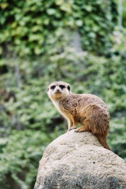 Yeşil, bulanık bir arkaplanın önündeki kayanın üzerinde dikkatli mirket - dikkat çekmek için mükemmel bir sembol, doğa ve vahşi yaşamı gözlemlemek için..