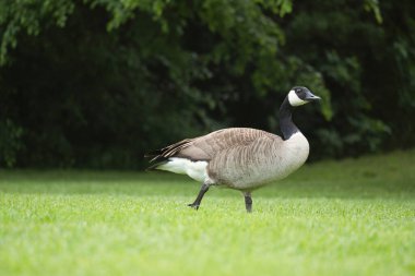Kanada ördekleri doğal güzelliklerle çevrili yemyeşil çimlerin üzerinde dururlar. Doğa ve vahşi yaşam fotoğrafçılığı için mükemmel.