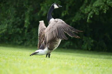 Kanadalı bir kaz ağaçlarla çevrili yeşil bir çayırda görkemli bir şekilde kanatlarını çırpar. Kuş dünyasının zarafetini ve özgürlüğünü yansıtan kusursuz bir doğa fotoğrafı..