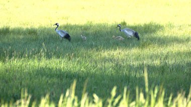 Gencecik bir vinç ailesi yeşil bir alanda uzun otlarla çevrili duruyor. Vahşi doğada vahşi kuşlar. Vahşi yaşam fotoğrafçılığı