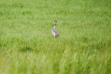 Gencecik bir vinç ailesi yeşil bir alanda uzun otlarla çevrili duruyor. Vahşi doğada vahşi kuşlar. Vahşi yaşam fotoğrafçılığı