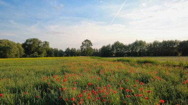 Kırmızı gelincikli çiçek tarlası, arkasında da tecavüz alanı. Bereketli yeşillik ve mavi gökyüzünün altındaki ağaçlar - doğal bir cennet, doğa, yaz ve özgürlük gibi konular için mükemmel..