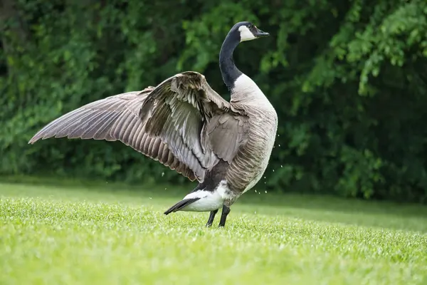 Kanadalı bir kaz ağaçlarla çevrili yeşil bir çayırda görkemli bir şekilde kanatlarını çırpar. Kuş dünyasının zarafetini ve özgürlüğünü yansıtan kusursuz bir doğa fotoğrafı..