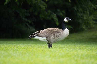 Kanada ördekleri doğal güzelliklerle çevrili yemyeşil çimlerin üzerinde dururlar. Doğa ve vahşi yaşam fotoğrafçılığı için mükemmel.