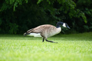Kanada ördekleri doğal güzelliklerle çevrili yemyeşil çimlerin üzerinde dururlar. Doğa ve vahşi yaşam fotoğrafçılığı için mükemmel.