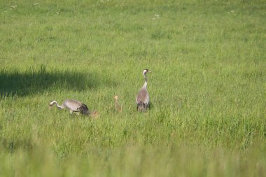 Gencecik bir vinç ailesi yeşil bir alanda uzun otlarla çevrili duruyor. Vahşi doğada vahşi kuşlar. Vahşi yaşam fotoğrafçılığı