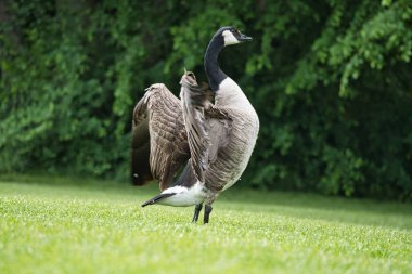 Kanadalı bir kaz ağaçlarla çevrili yeşil bir çayırda görkemli bir şekilde kanatlarını çırpar. Kuş dünyasının zarafetini ve özgürlüğünü yansıtan kusursuz bir doğa fotoğrafı..