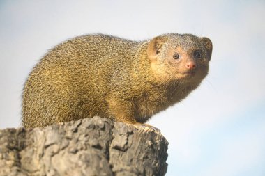 Cüce bir firavun faresi, ağaç kütüğüne tünemiş, doğal ortamında, tetikte ve meraklı, ayrıntılı kürkü ve açık bir bakışla. Mükemmel bir vahşi yaşam. Yakın çekim..