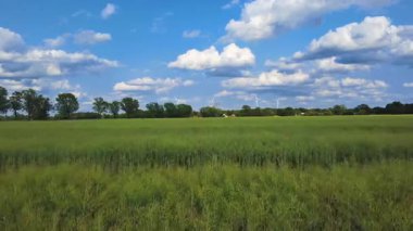 Bulutlu bir gökyüzünün altında ağaçlar ve rüzgar türbinleriyle solmuş, yeşil bir kolza tohumu tarlasının üzerinde bir uçuş. Uyumlu bir doğal ortamda sürdürülebilir enerjinin sembolü..