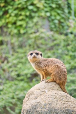 Yeşil, bulanık bir arkaplanın önündeki kayanın üzerinde dikkatli mirket - dikkat çekmek için mükemmel bir sembol, doğa ve vahşi yaşamı gözlemlemek için..