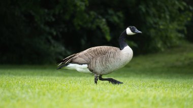 Kanada ördekleri doğal güzelliklerle çevrili yemyeşil çimlerin üzerinde dururlar. Doğa ve vahşi yaşam fotoğrafçılığı için mükemmel.