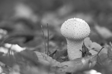 Siyah ve beyaz olarak, orman zemininde sonbahar yaprakları ve dallarla çevrili beyaz, dikenli bir mantar yetişir. Makro çekim mantarın ince detaylarını gösteriyor..