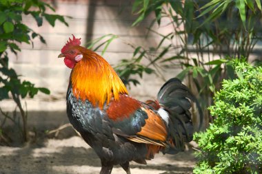 Parlak turuncu boyunlu ve siyah vücutlu renkli bir horoz yeşillikte gururla durur. Doğa ve vahşi yaşam fotoğrafçılığı için mükemmeldir..