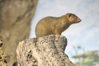 Cüce bir firavun faresi, ağaç kütüğüne tünemiş, doğal ortamında, tetikte ve meraklı, ayrıntılı kürkü ve açık bir bakışla. Mükemmel bir vahşi yaşam. Yakın çekim..