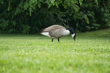Kanada ördekleri doğal güzelliklerle çevrili yemyeşil çimlerin üzerinde dururlar. Doğa ve vahşi yaşam fotoğrafçılığı için mükemmel.