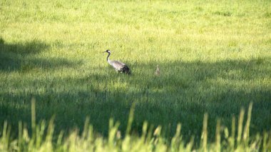 Gencecik bir vinç ailesi yeşil bir alanda uzun otlarla çevrili duruyor. Vahşi doğada vahşi kuşlar. Vahşi yaşam fotoğrafçılığı