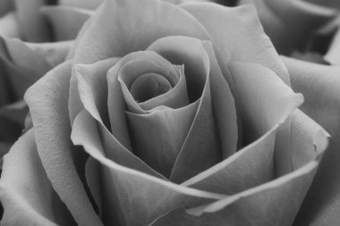 Bir gülün siyah beyaz makro görüntüsü. İnce dokulu taç yaprakları sonsuz zarafet ve sessiz güzellik yayar. Klasik, asil, sanatsal.